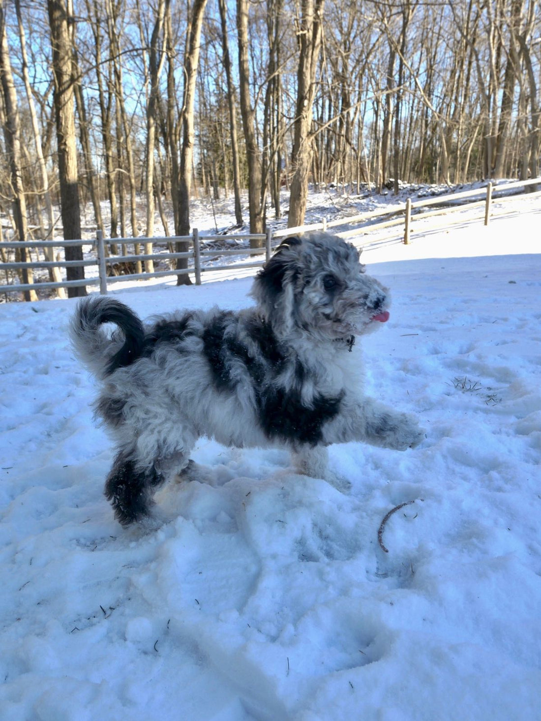 Dog playing outside in the snow during winter weather