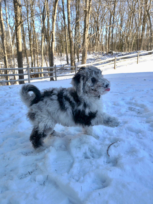 Dog playing outside in the snow during winter weather